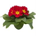 Afbeelding van Primula P10.5 Red
